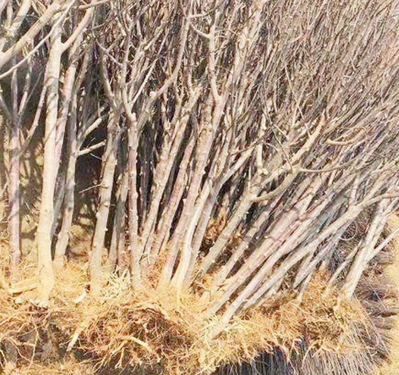 ɹ Ҹ_OLһ̖_O_ϷO W(wng)վO(sh)Ӌͬ